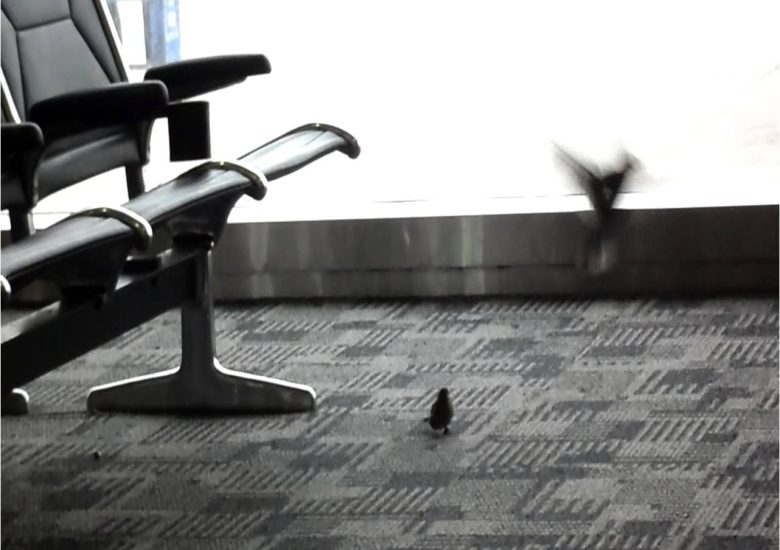 House Sparrows in Detroit Airport